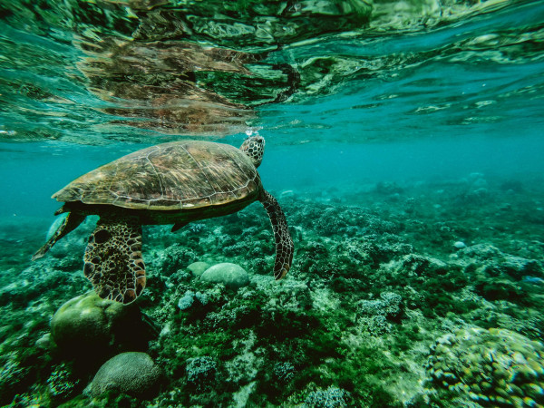 Tortoise seen whilst snorkeling near the Gold Coast